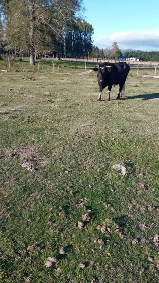 Venta Parcela 6000mts Los Lagos