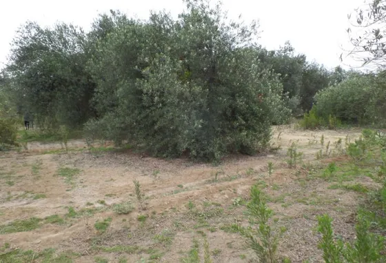 Lotes 55 Y 64, La Cachina