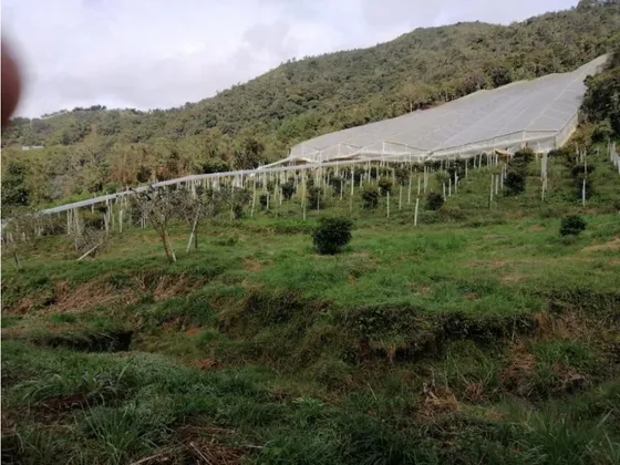 Encantador Lote En Venta Con Producción De Aguacates  San Vicente