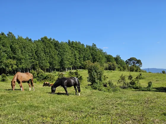 Parcela En Panguipulli