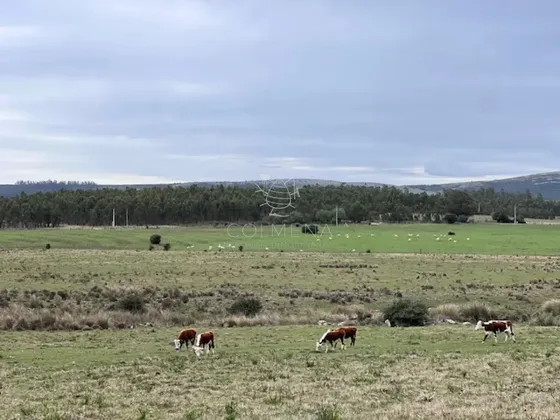 Campo De 22 Has 6862 M2 Cerca De Punta Del Este