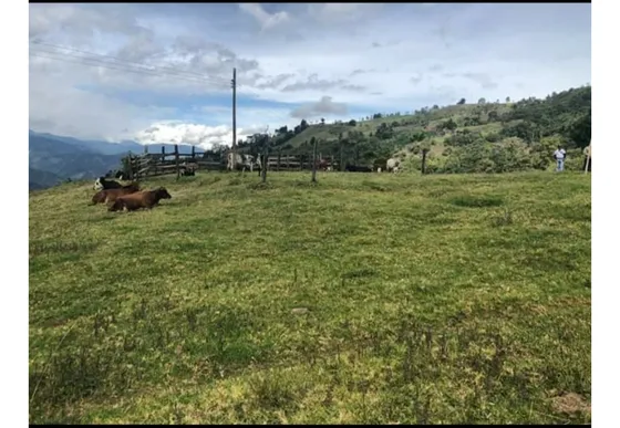 Se Vende Finca Ubicada En Génova - Quindío