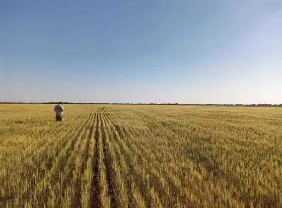 Venta Campo Agricola - La Paz, Entre Rios - Se Escuchan Propuestas