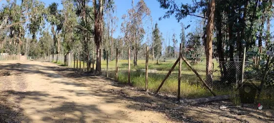 Foresta De Zapallar , Catapilco,(sector S) 10.000m2