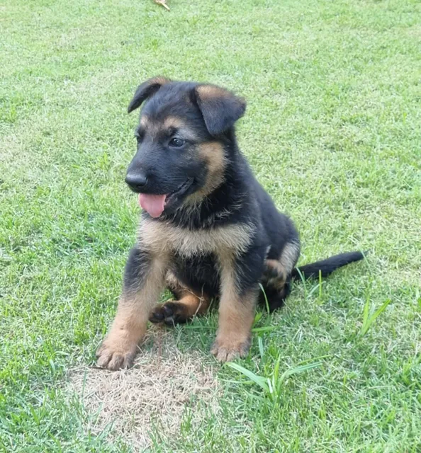 Pastor Alemán Cachorros Hermosos 