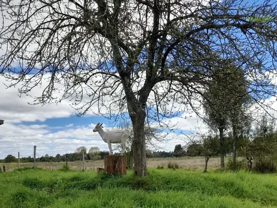 Agrícola En Venta En Frutillar