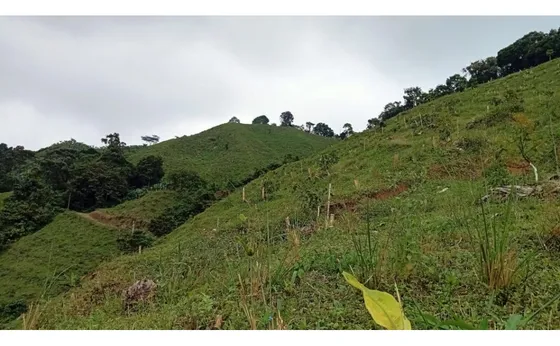Se Vende Finca De 55 Cuadras En Pijao