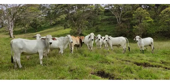Venta De Finca En Puente Nacional