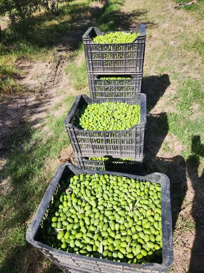 Finca Con Olvios En Polo Gastronómico Chachingo Calle Sarmiento S/n