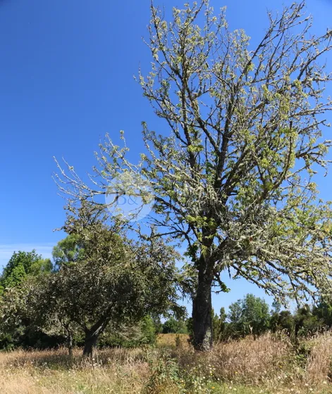 20950 - Campo En La Vara-alerce