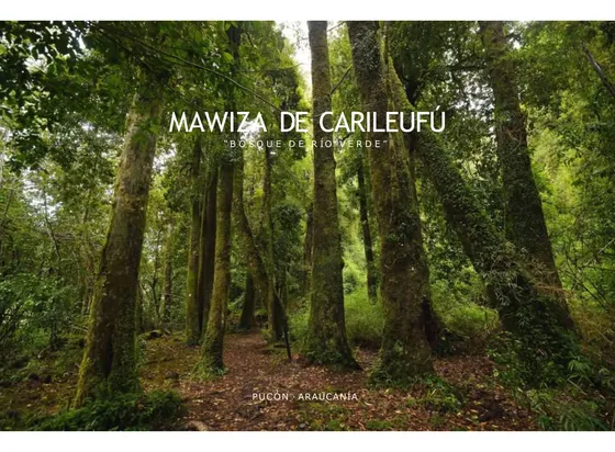 Mawiza De Carileufu Parcelas De 5000m2 Entre Pucón Y Caburga