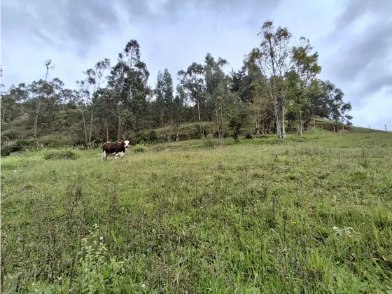 Venta De Finca En Jenesano Boyaca