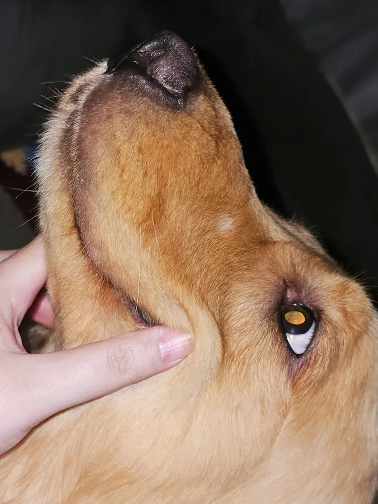 Shampoo Virbac Hexadene Spherulites® Para Cães E Gatos - 500ml - Imagem 4