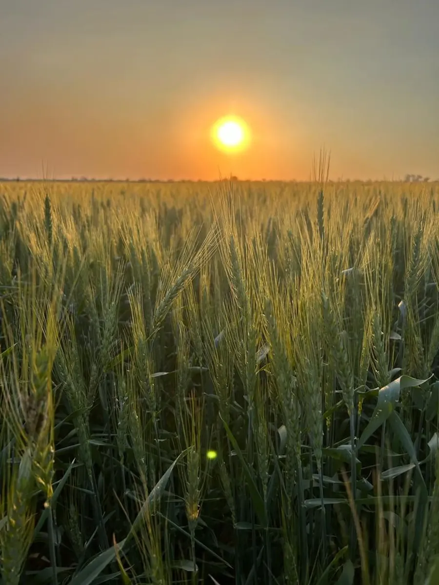 Venta De Campo En Saguier Suelo 1