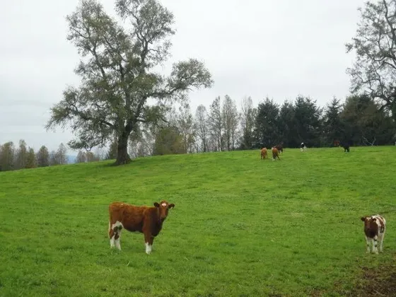 Agrícola En Venta En Paillaco, 117 Hectareas