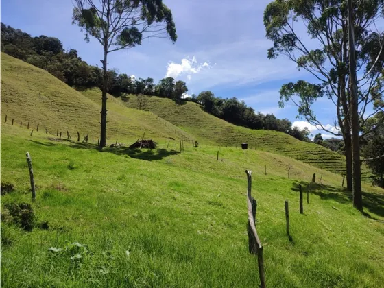 Vendo Finca  La Ceja Antioquia 14 Ha