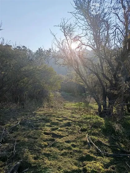 Parcela En Venta En Curacaví 5000m2