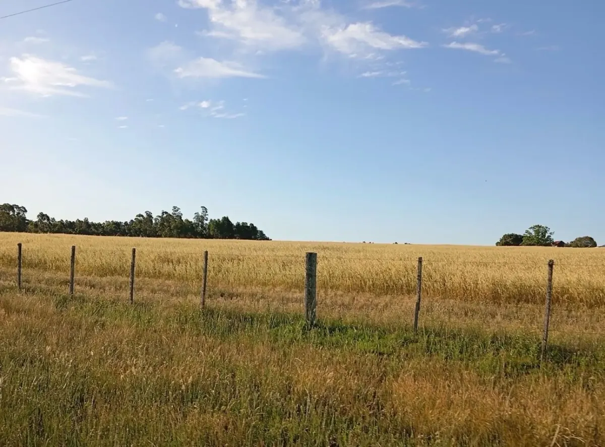 Field - Pergamino