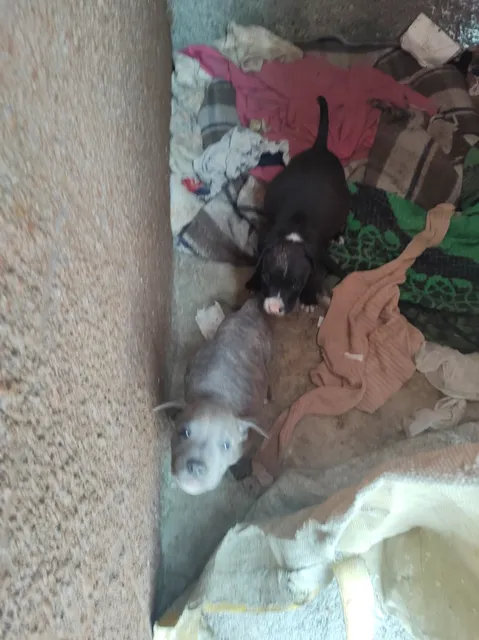 Venta De Cachorros Pitbull Machos 