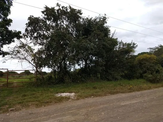 Renta Terreno 6 Hectareas Col. Santiago De La Peña Tuxpan Veracruz