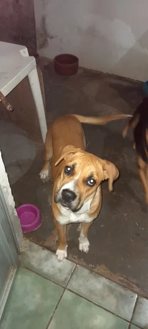 Adoção De Cachorra Box Com Bull Dog, Um Ano E Meio. 