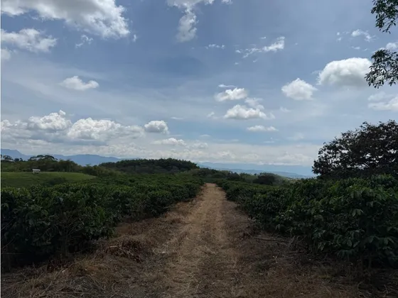 Se Vende Finca En Alcala - Valle Del Cauca 