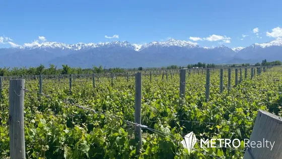 Viñedo Premium En Valle De Uco