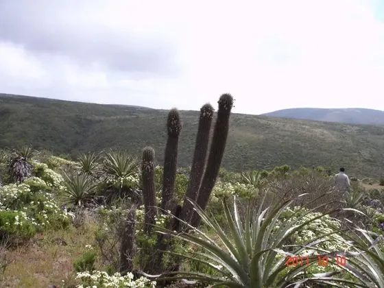 Parcela En Venta En Ovalle, Mirador De Talinay I