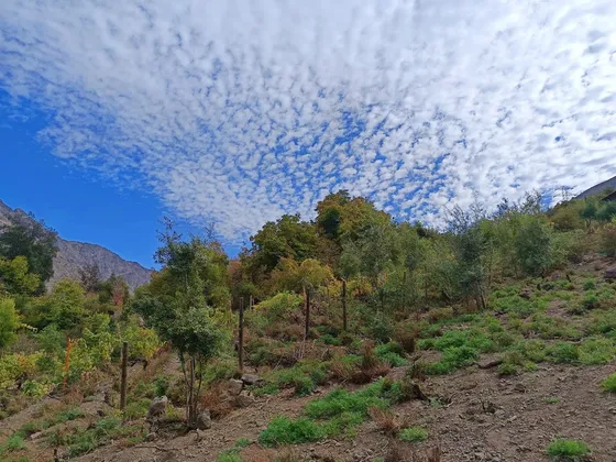Cajón Del Maipo, San Alfonso, Terreno Con Viña, Lote 3.