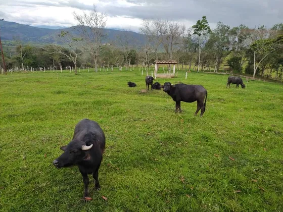 Finca En Venta La Quiracha Rubio Mg247