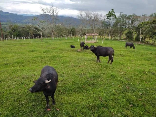 Finca En Venta La Quiracha Rubio Mg247