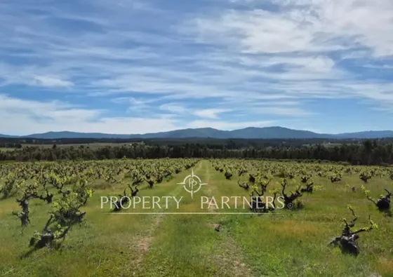 Campo Viñedo Parcelado, Oportunidad De Inversiòn