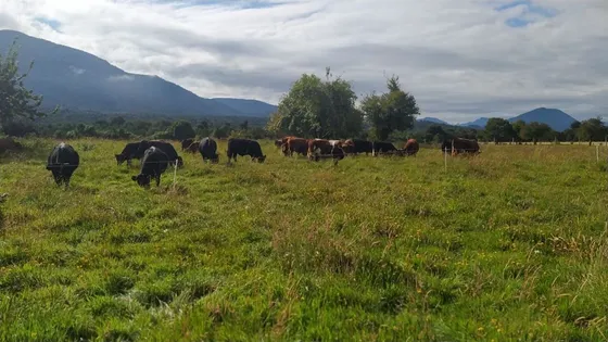 Ganaderas En Venta En Hualaihue