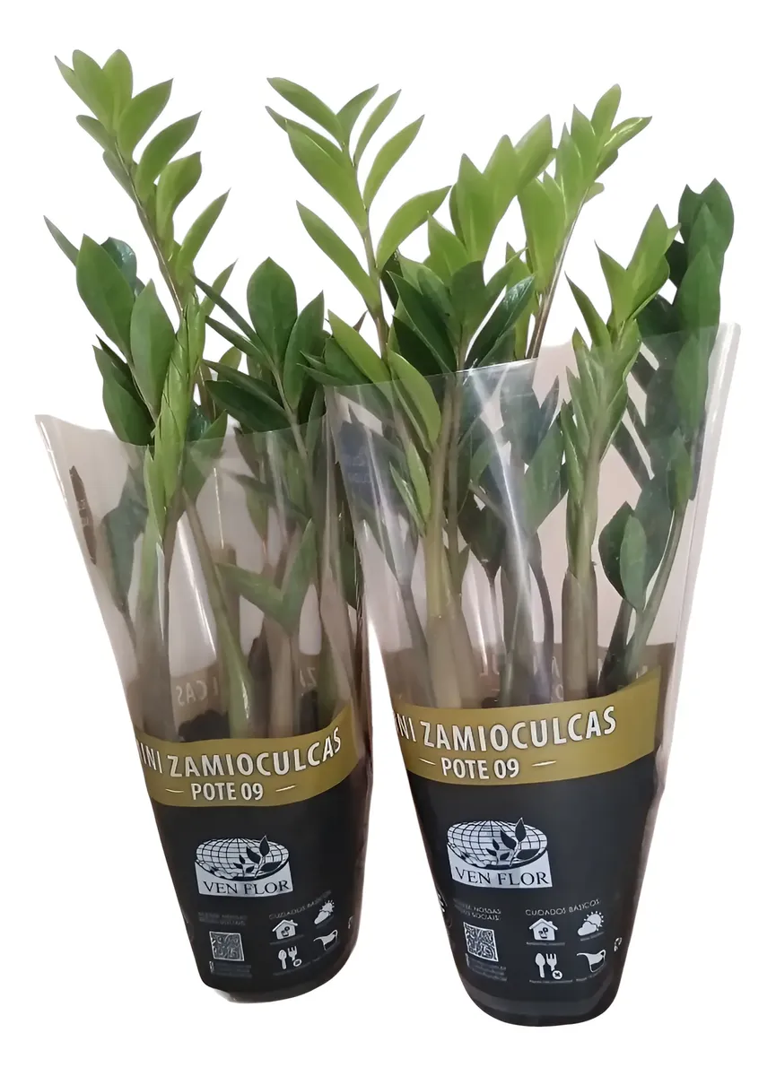 Mini zamioculca
