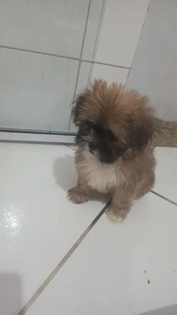 Vende-se Filhote De Shih Tzu Duas Fêmeas