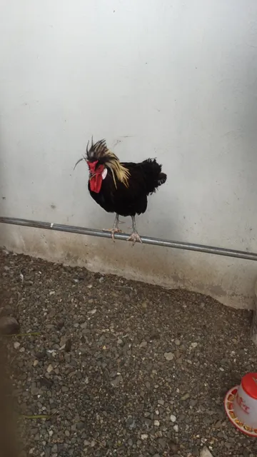 Gallinas Exótica 