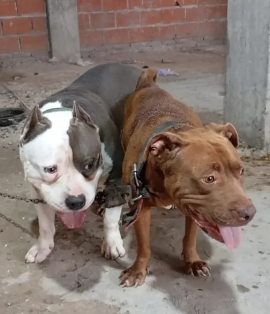 Cachorros 