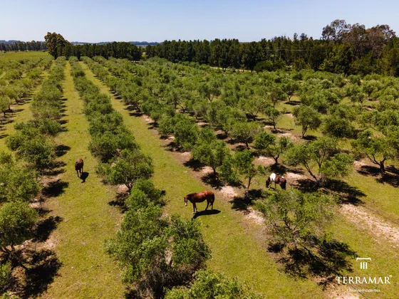 Chacra Con Plantacion De Olivos En La Barra