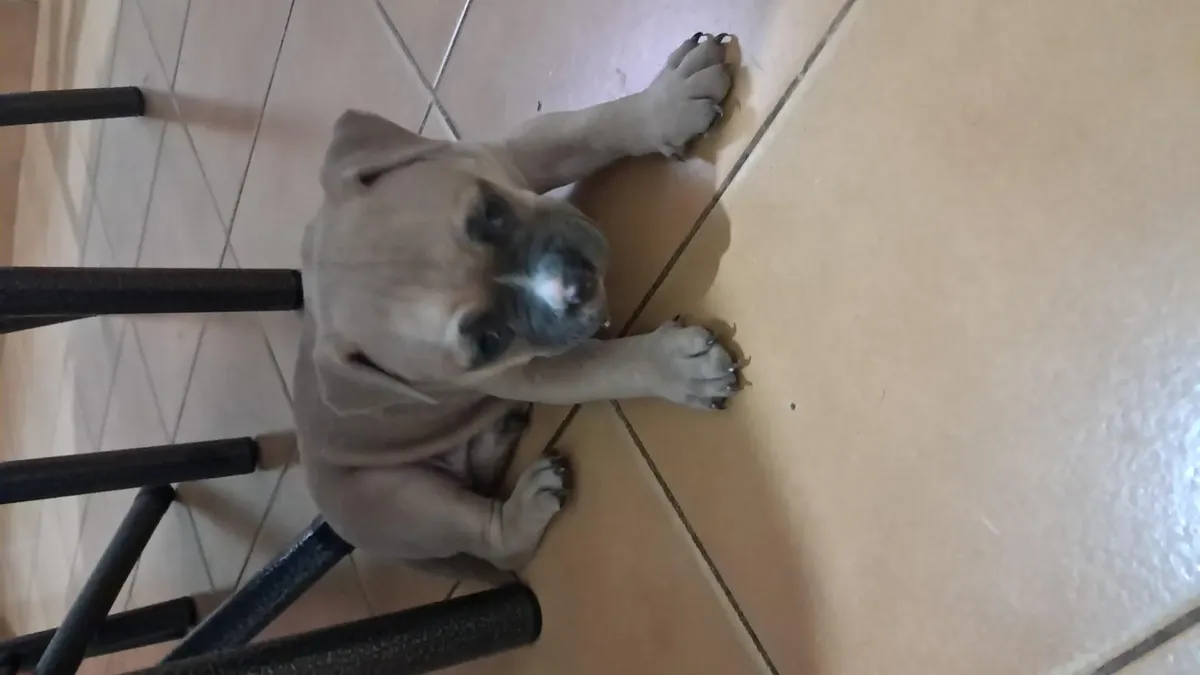American Bully Tri Blue65568200001283122