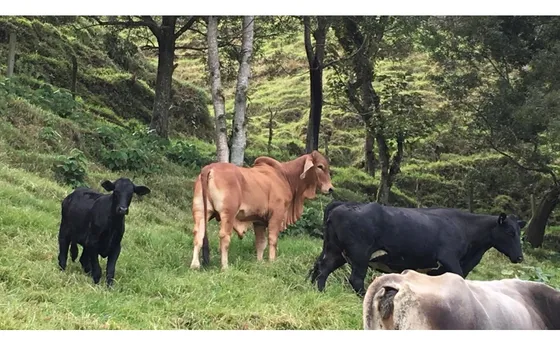 Vendo Finca Ganadera En Barbosa