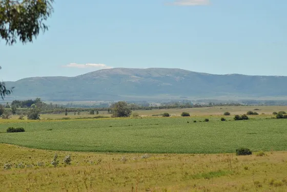 Campo En Solís
