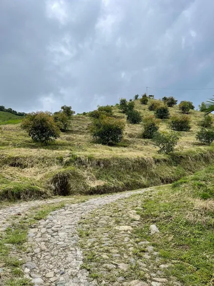 Finca Ideal Para Inversión Agrícola: 70 Ha En Aranzazu Con Cultivos De Exportación, 2 Casas Y Pesebreras (gulupa, Granadilla, Aguacate Hass, Café )