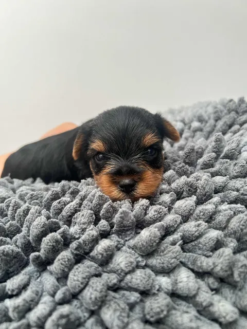 Yorkie Mini Niño O Niña