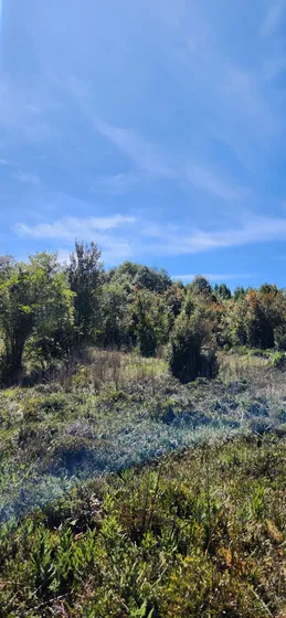 Parcela Semi Despejada Con Acceso A Laguna En Quemchi