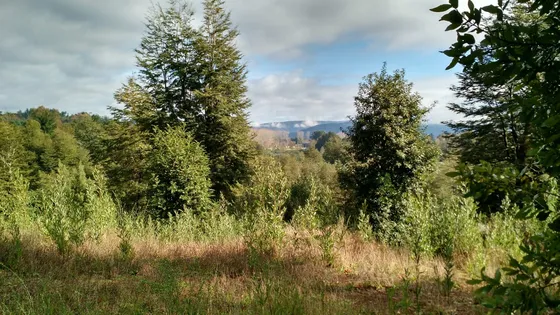Venta Terreno - Sitio 8445mts El Rebellin Valdivia