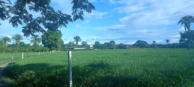 En Venta Finca Productiva Municipio Pedraza - Barinas
