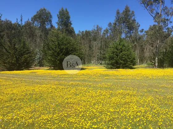 19963 - Terreno En Pichilemu / Pichilemu