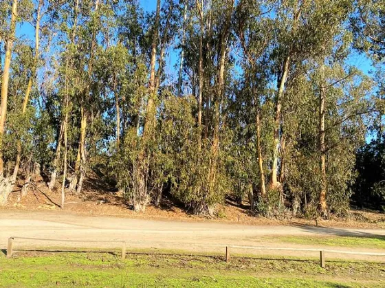 Cachagua