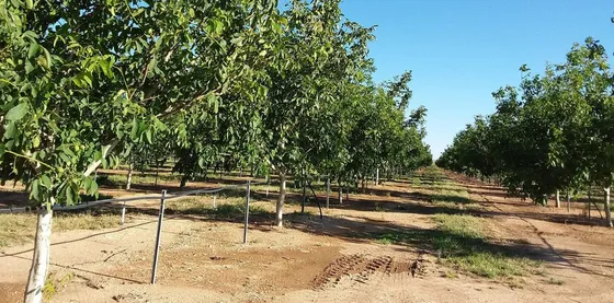 Gran Campo De 240 Hectareas - Nogales Y Almendros
