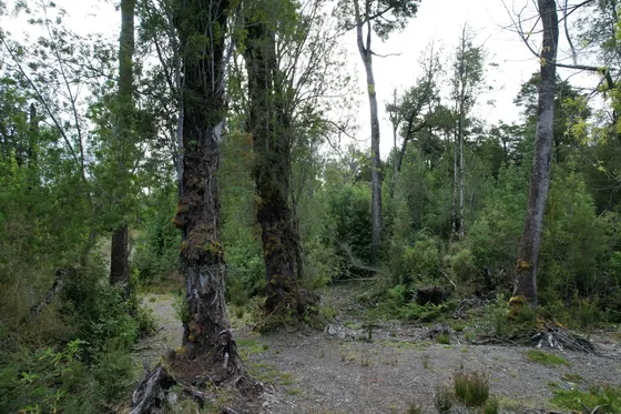 Terreno Bosque Nativo En Apeche - Comuna De Queilen